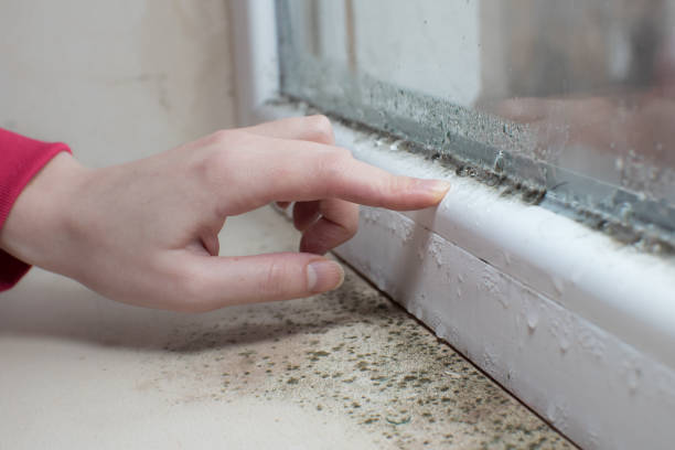 Best Mold Damage Restoration  in Enetai, WA
